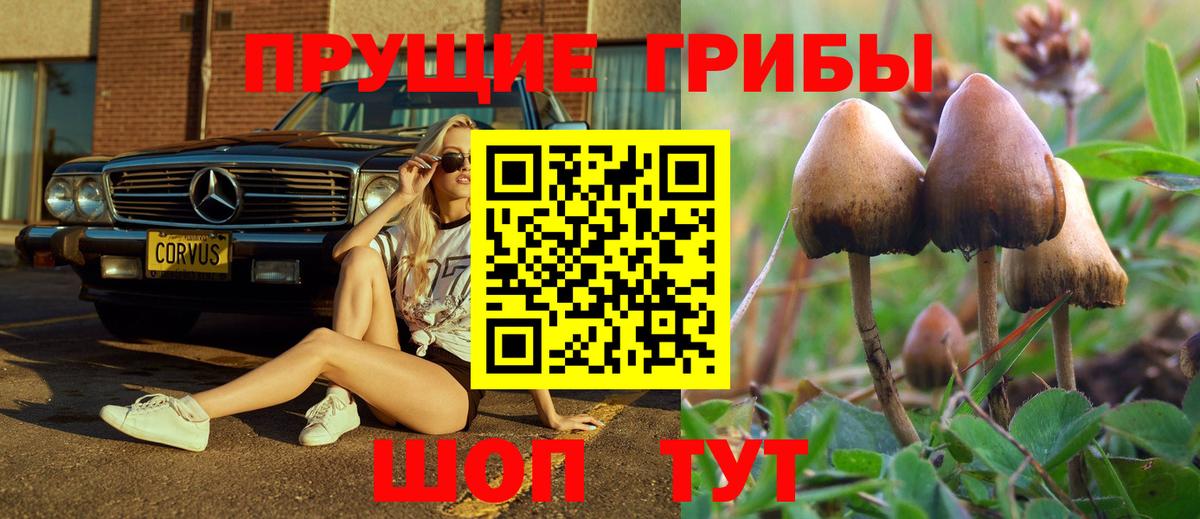 Галлюциногенные грибы Psilocybine cubensis Королёв